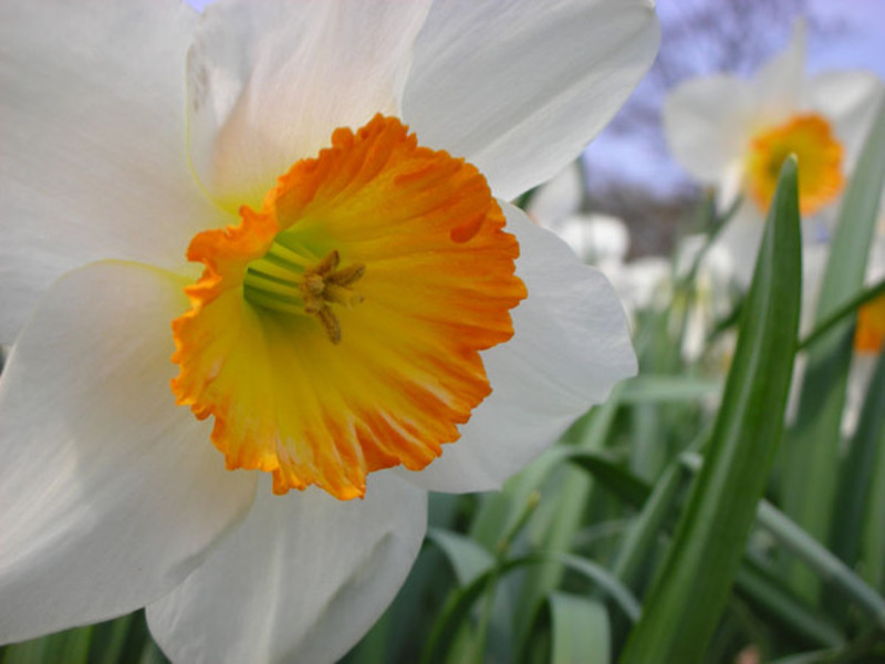 Daffodil flower