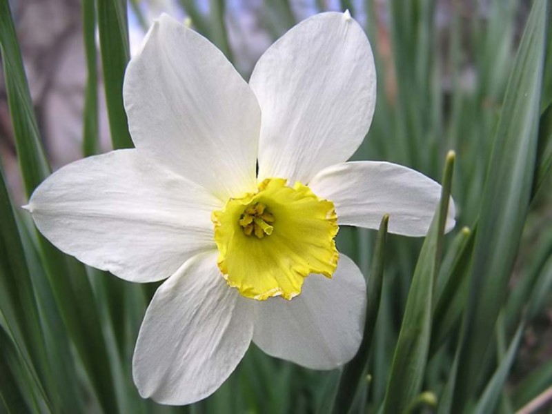 Yellow daffodil flower