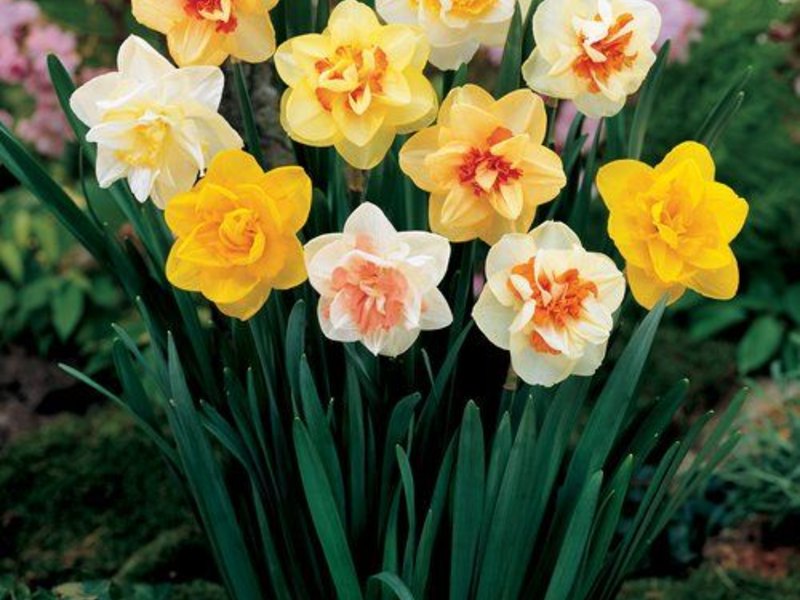 When to plant daffodils