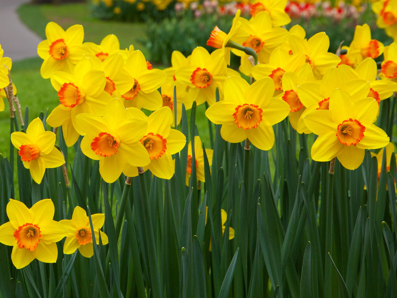 How to grow daffodils