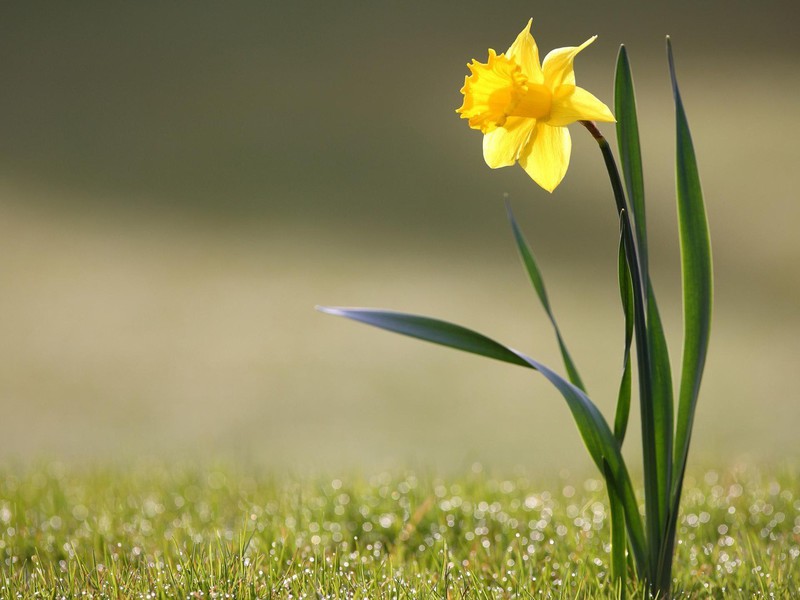 Planting and caring for daffodils