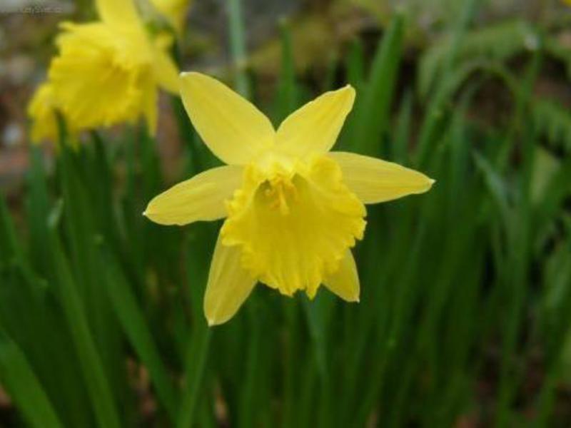 Daffodil care