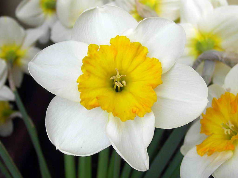 Varieties and types of daffodils