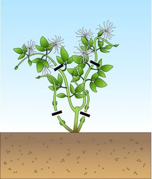 Clematis varieties of the third pruning group