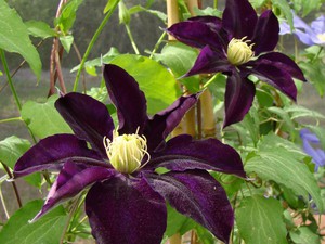 Clematis purple