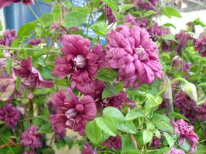 Blooming clematis