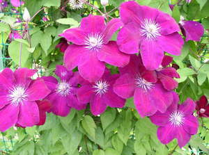 Varieties of varieties of clematis