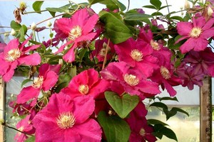 Clematis of the cultivar trimming group