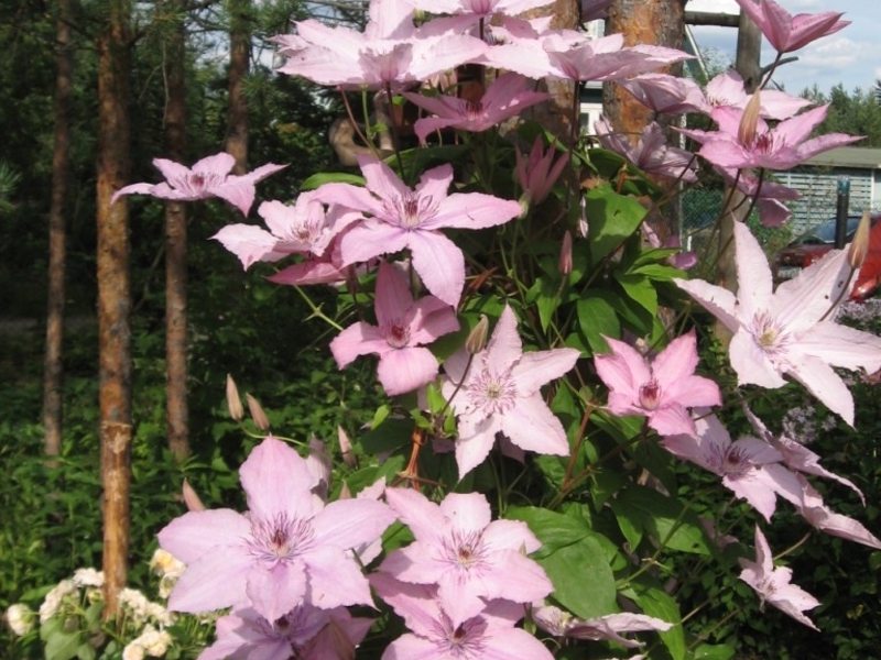 Clematis purple