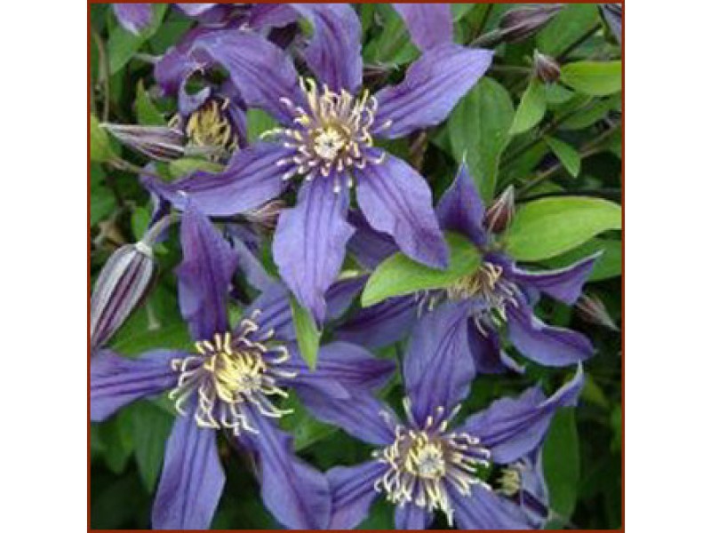 How to care for clematis