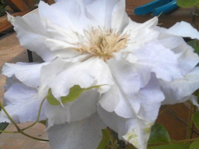 How clematis bloom