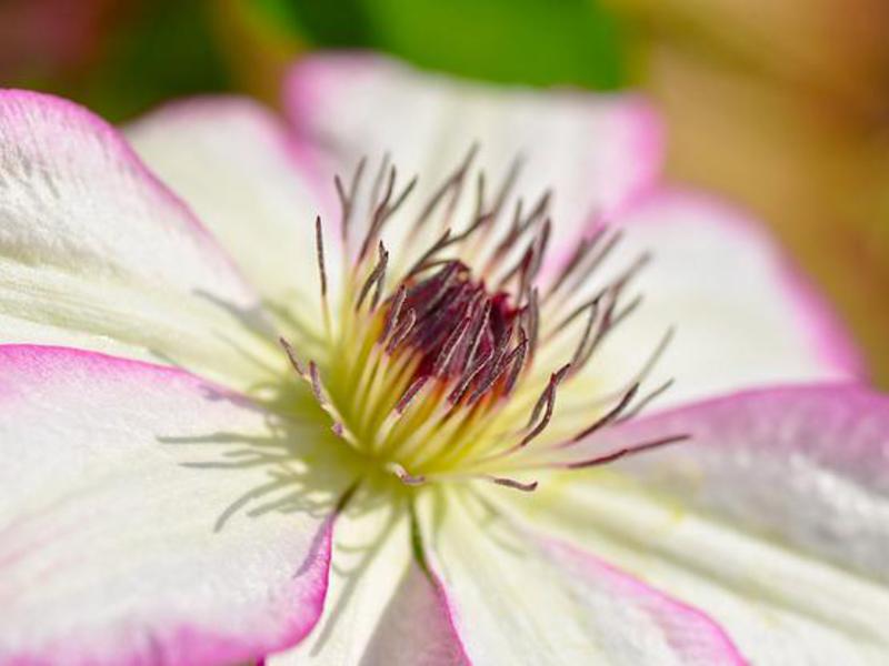 Growing clematis