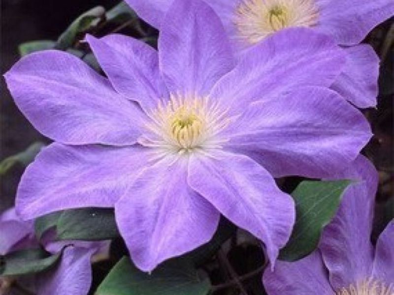 Garden flowers clematis