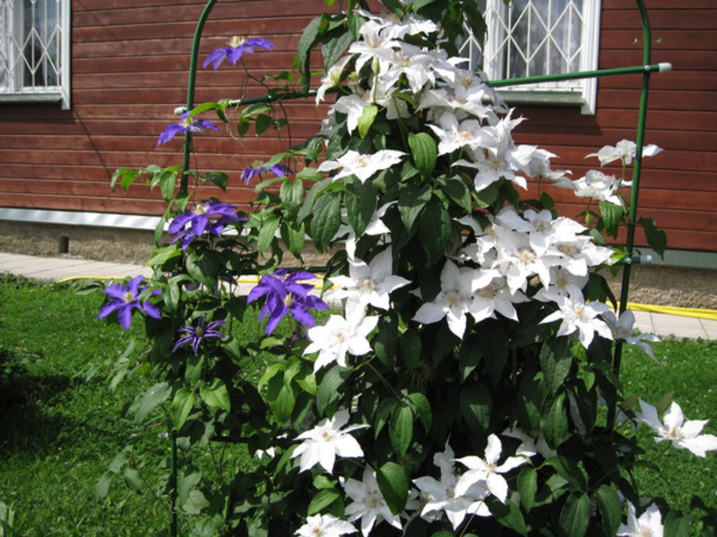 Clematis pruning methods