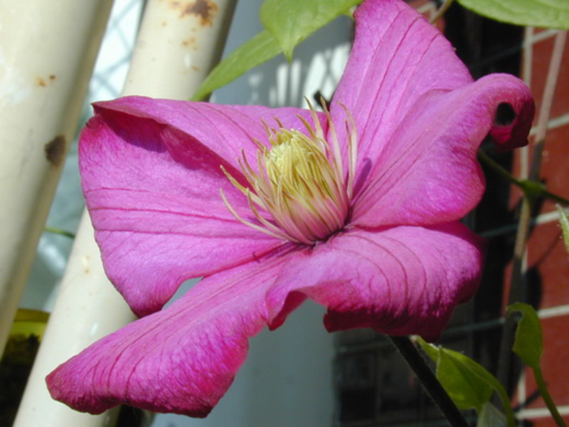 Clematis trimming groups