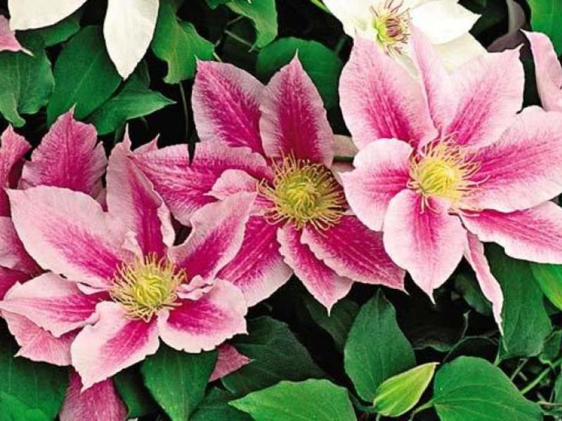 Clematis purple