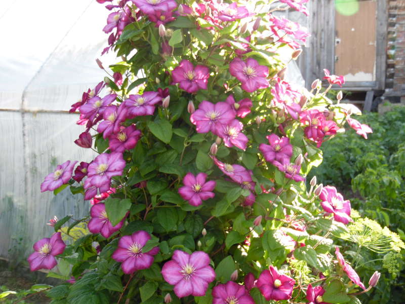 Clematis of the cultivar trimming group