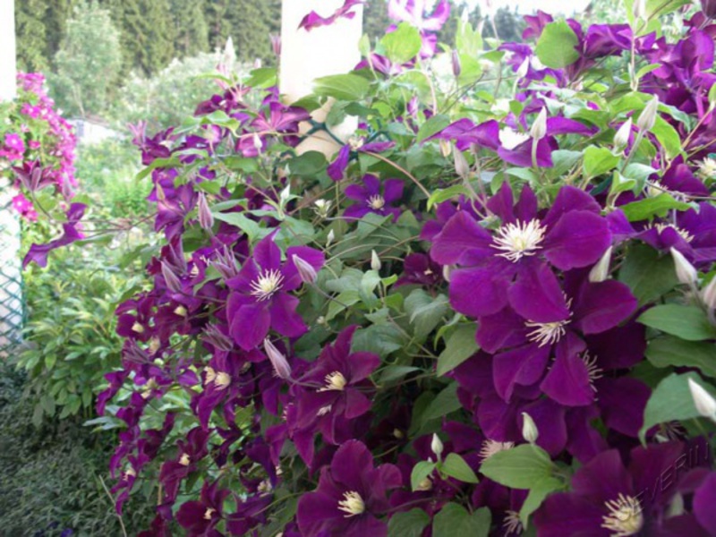 Conditions for growing clematis