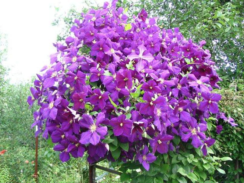 Growing clematis