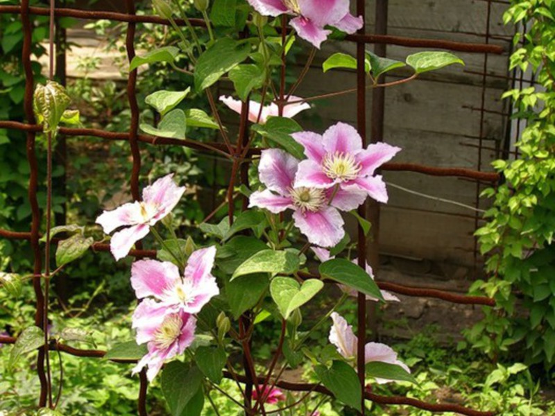 Clematis care