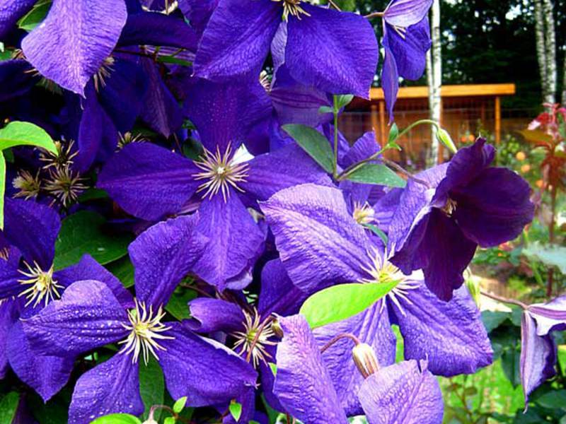 Blooming clematis