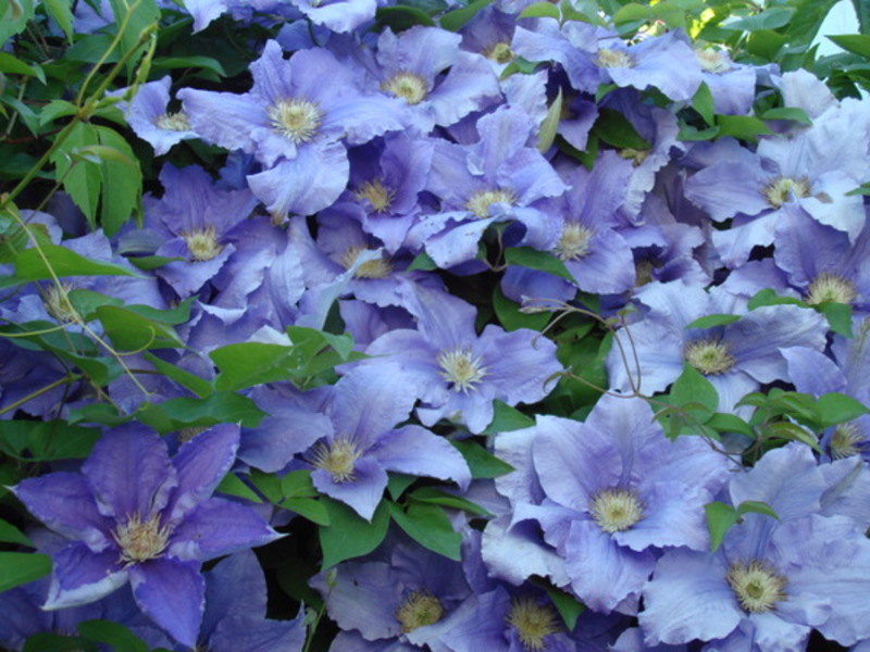 Clematis purple