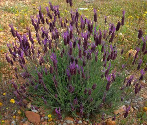 Planting and caring for lavender