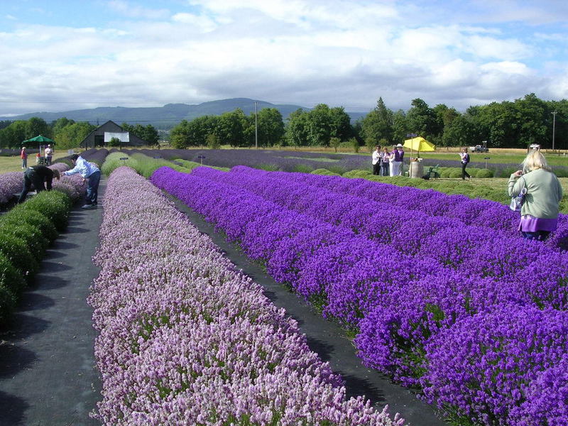 Ways to propagate lavender