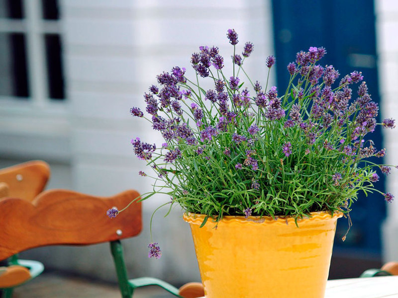 Farm lavender