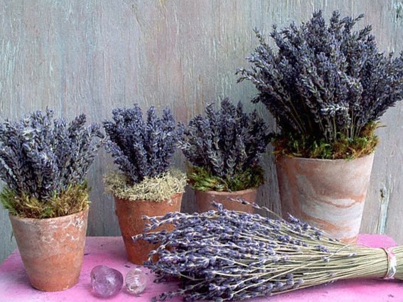 How to grow lavender in the country