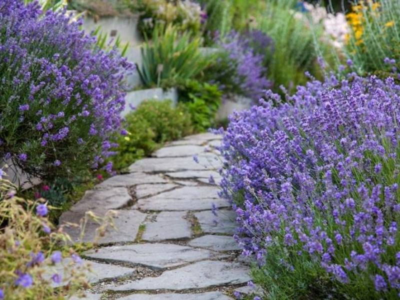 What does lavender look like?