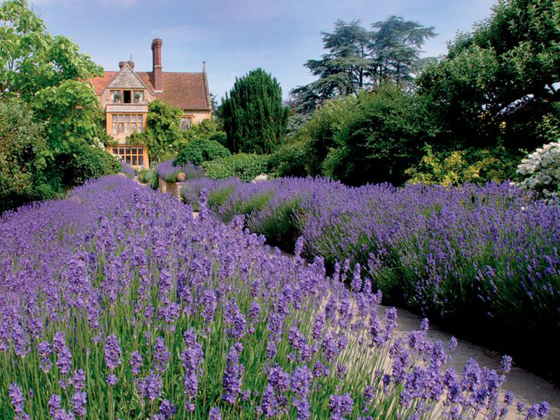 How to grow lavender in the country