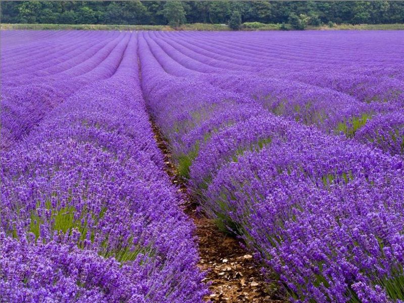 Growing aromatic lavender