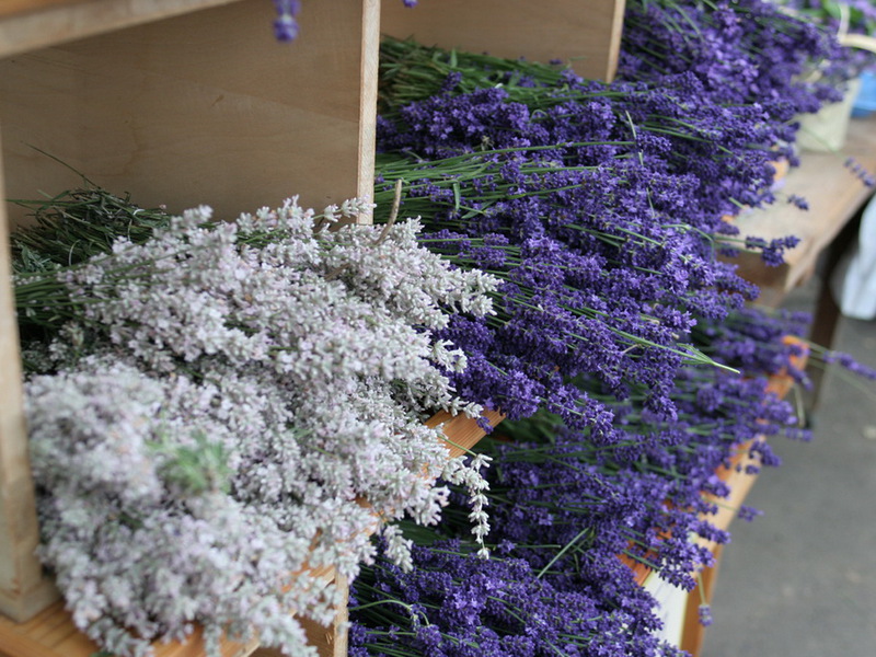 Using lavender