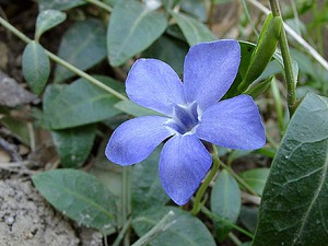 Uses of the periwinkle plant