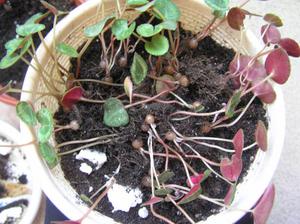 Seedlings of cyclamens