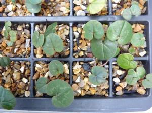 Growing cyclamens at home