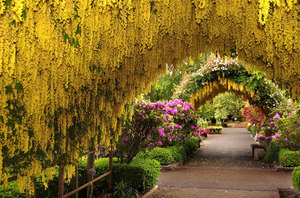 Yellow bean tunnel