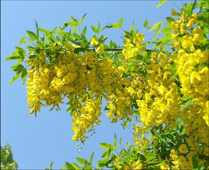 Bean plant golden rain