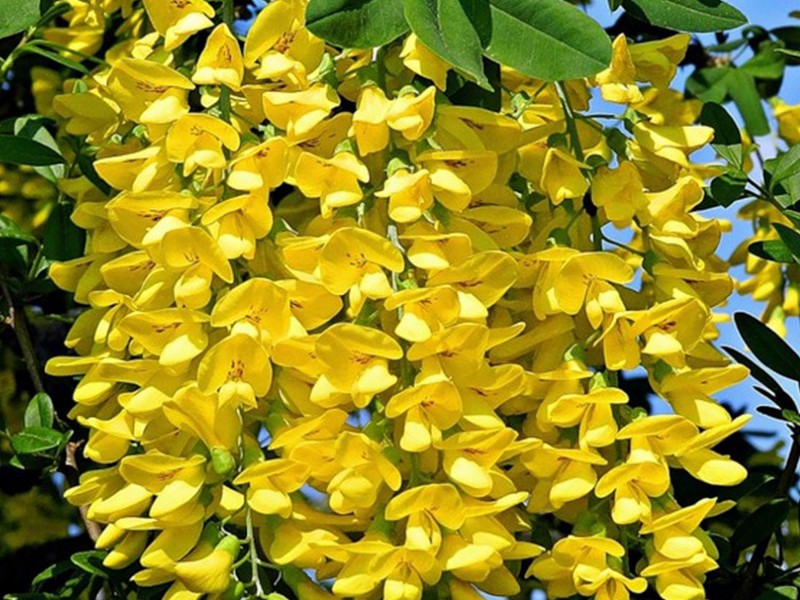 Blooming bean branch