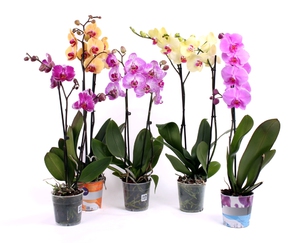 Phalaenopsis is a homemade orchid for sale in a store.