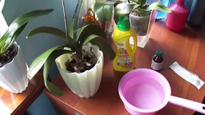 Fertilizers for orchids - how to breed them correctly?