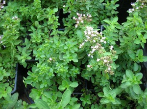 Oregano blooms in small flowers, but during the flowering period, the aroma increases significantly.