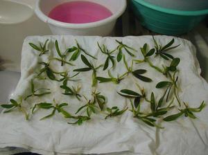 Drying orchid seedlings - reproduction of flowers at home.