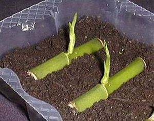 Orchid propagation is possible by cuttings or seedlings.