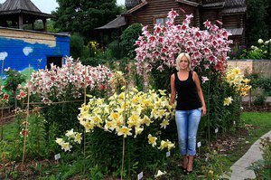 Garden lilies bloom very beautifully in the garden.