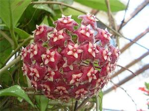 Wax ivy during flowering.