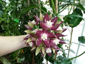 Blooming home ivy variety Hoya imperialis Lindl