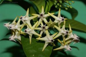 Hoya multiflora home ivy is shown in the photo.