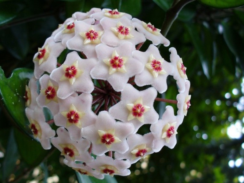 Wax ivy inflorescences - Hoya in bloom.